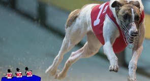 ‘Perfect’ Greyhound to Star in Sandown’s Sensational Show