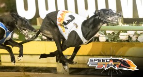 Fastest greyhound? There is no Equal